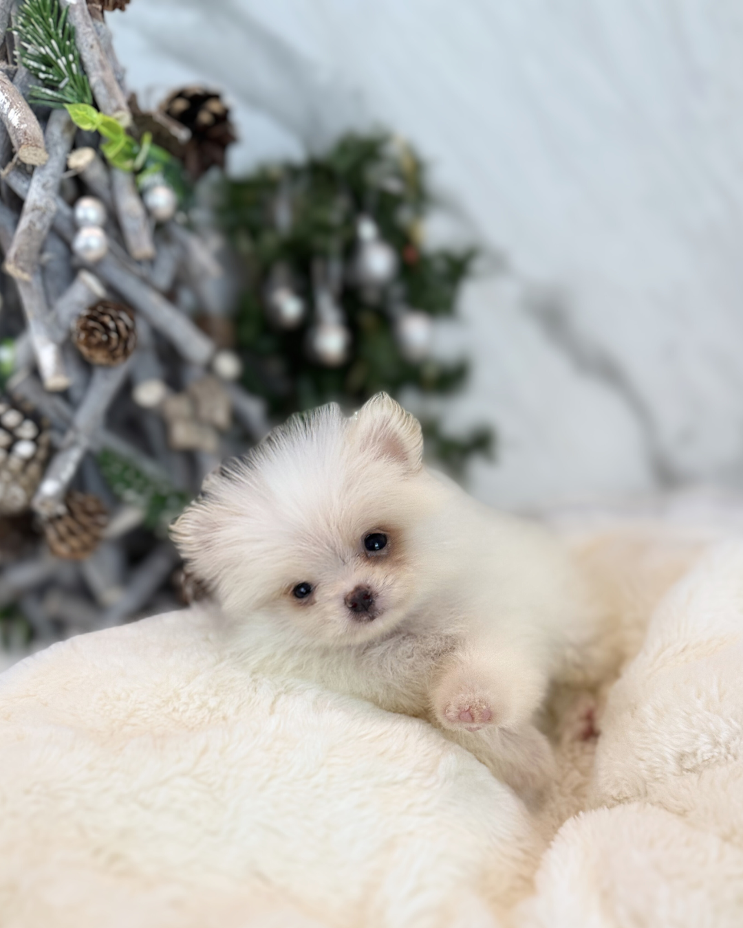 Winter: White Mini Pomeranian 🇸🇬 (Girl)