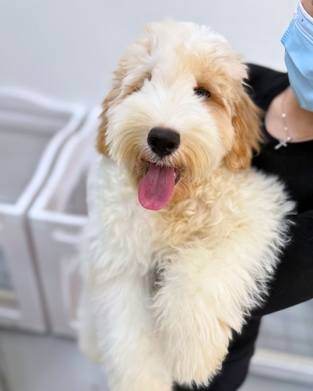 💰 Fu Fu 富富: Parti Brown & White Chow Poodle 🇸🇬 (Boy)