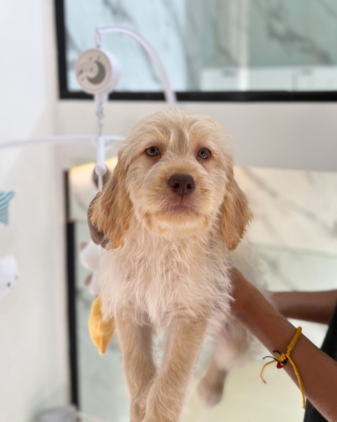 🧈Butter: Cream Mini Labradoodle 🇸🇬 (Boy)