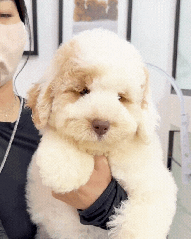 🐼 Panda: Mini Parti Cream Brown Chow Doodle 🇸🇬 (Girl)