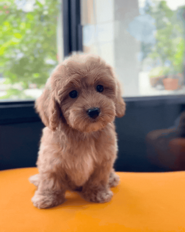 🍩 Milo: Brown Toy Cockapoo 🇸🇬 (Boy)