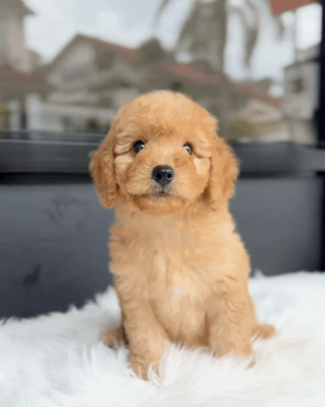 💫 Hope: Brown Toy Poodle 🇸🇬 (Girl)