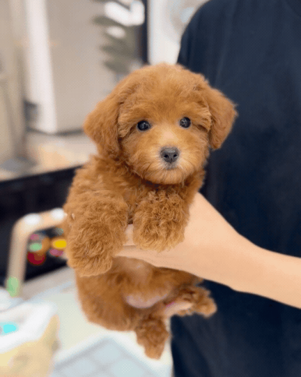 🐻🤎 Lele: Red Tiny Toy Poodle 🇸🇬 (Girl)