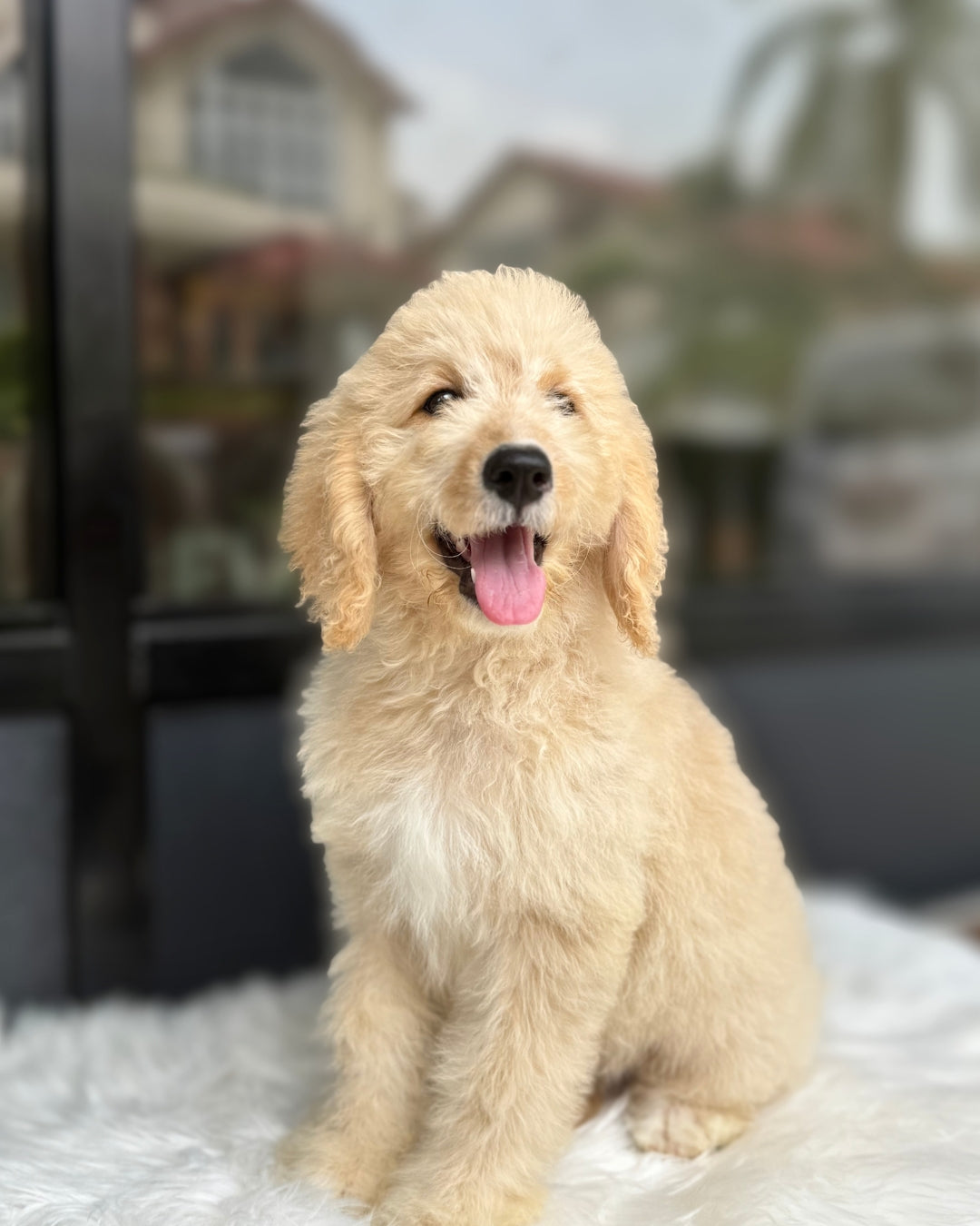 💞 Joy: Cream Brown Mini English Golden Doodle 🇸🇬 (Girl)