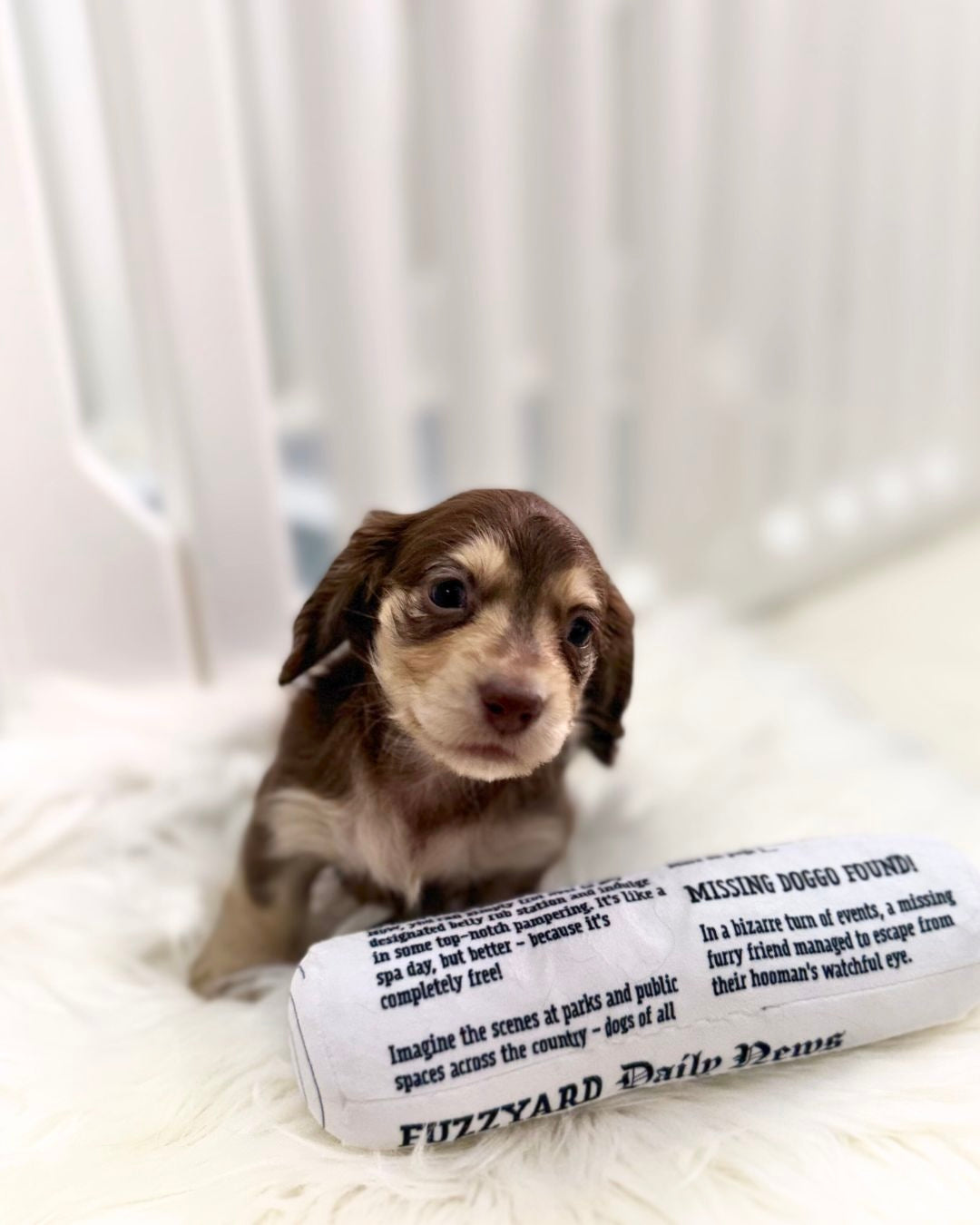 Hazel: Chocolate & Cream Long-Haired Dachshund 🇸🇬 (Girl)