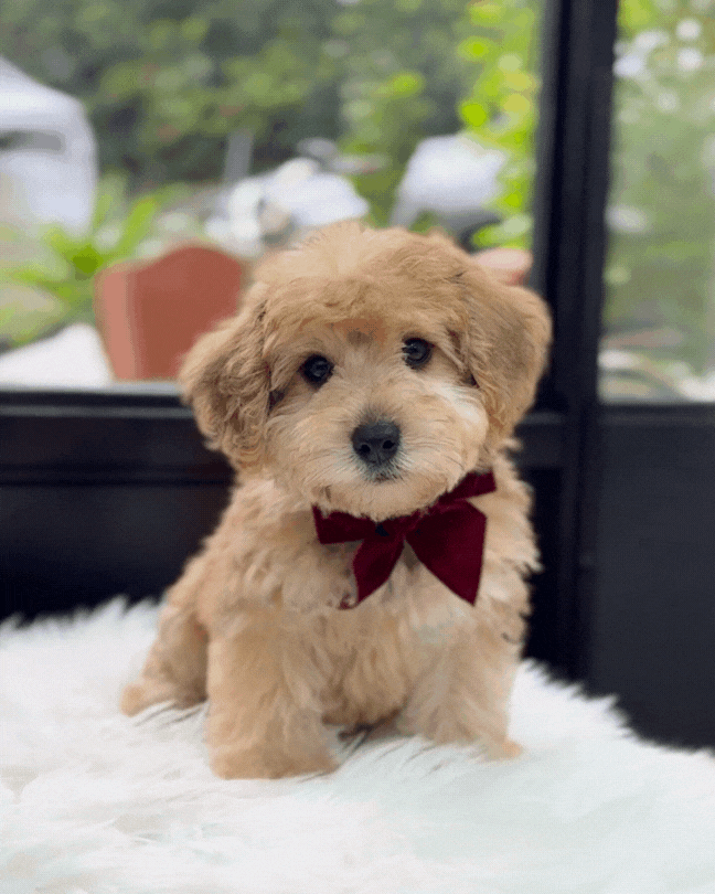 🌰 Maron: Sable Schnoodle 🇸🇬 (Boy)