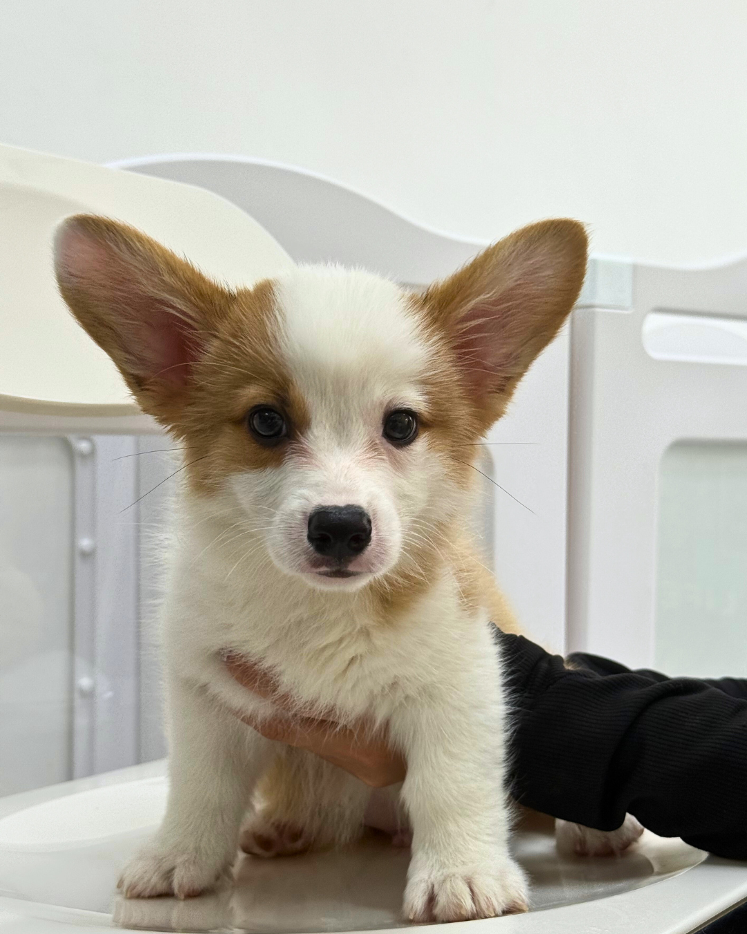🐾 Pochi: Fluffy Sable Pembroke Welsh Corgi 🇸🇬 (Boy)