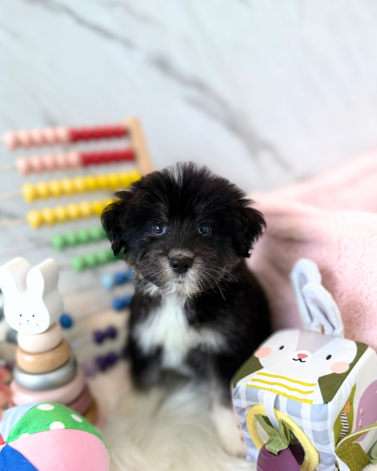 Tom: Black & White HuskySpitz 🇸🇬 (MALE)