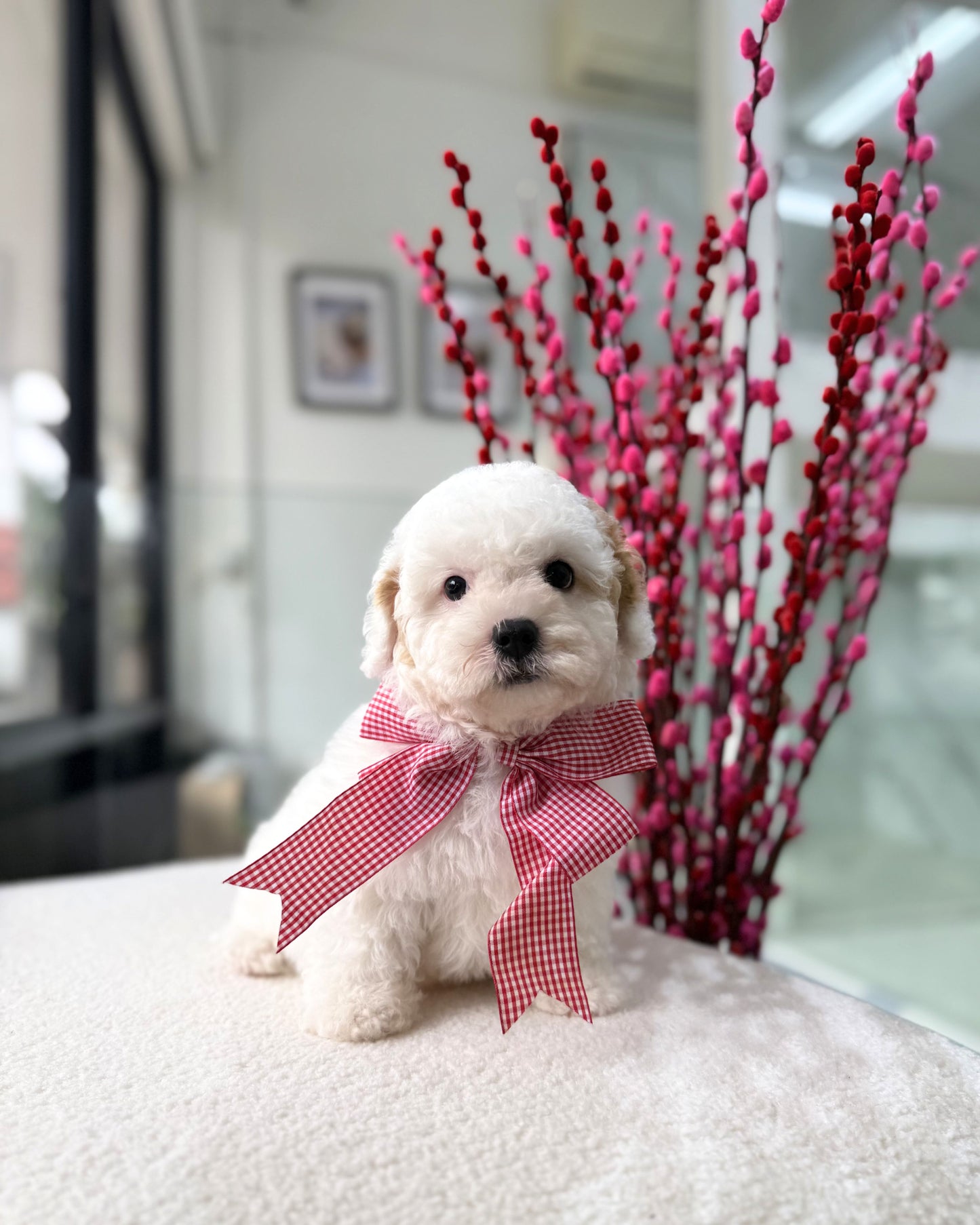 🐶🐾Coconut: Parti White & Brown Toy Cavapoo 🇸🇬 (Boy)