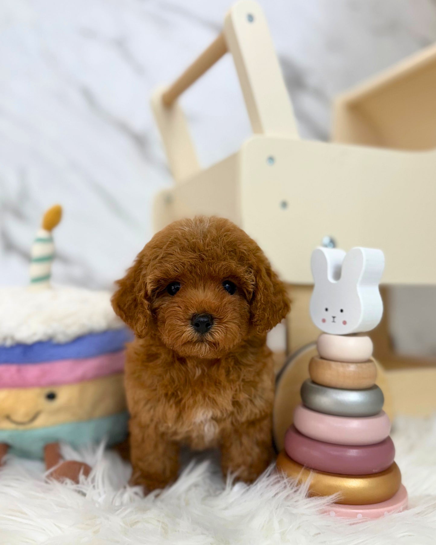 ✨ Rosie: Brown Tiny Maltipoo 🇸🇬 (Girl)