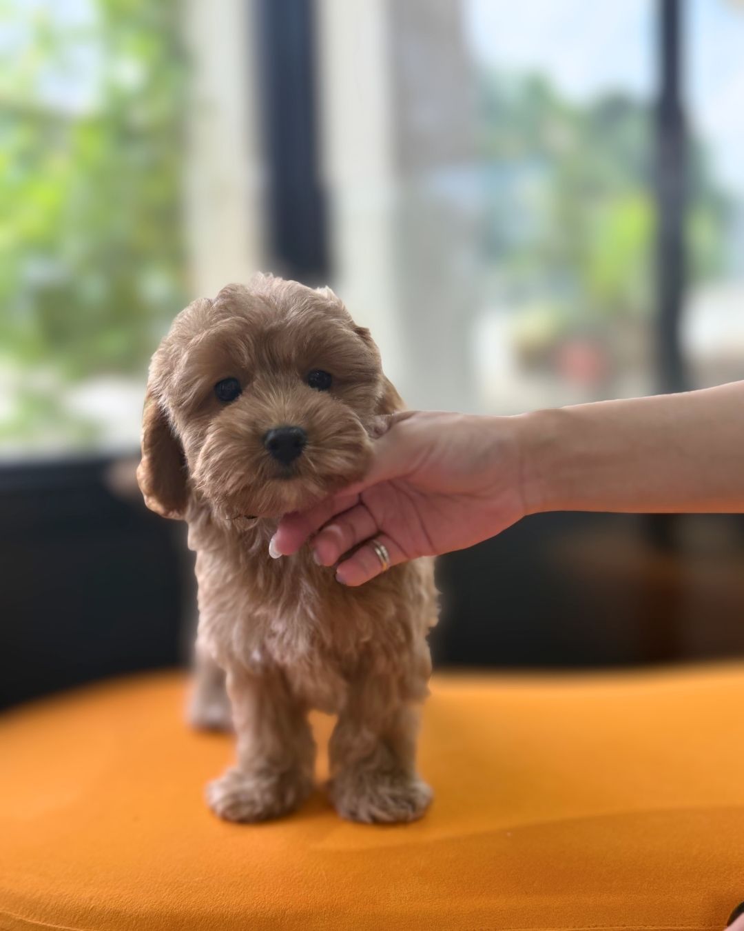 🍩 Milo: Brown Toy Cockapoo 🇸🇬 (Boy)