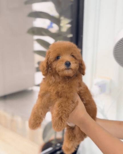 🐻🤎 Didi: Red Tiny Toy Poodle 🇸🇬 (Boy)