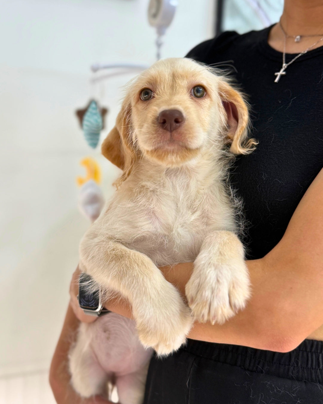 🍦Vanilla: Cream Mini Labradoodle 🇸🇬 (Girl) *