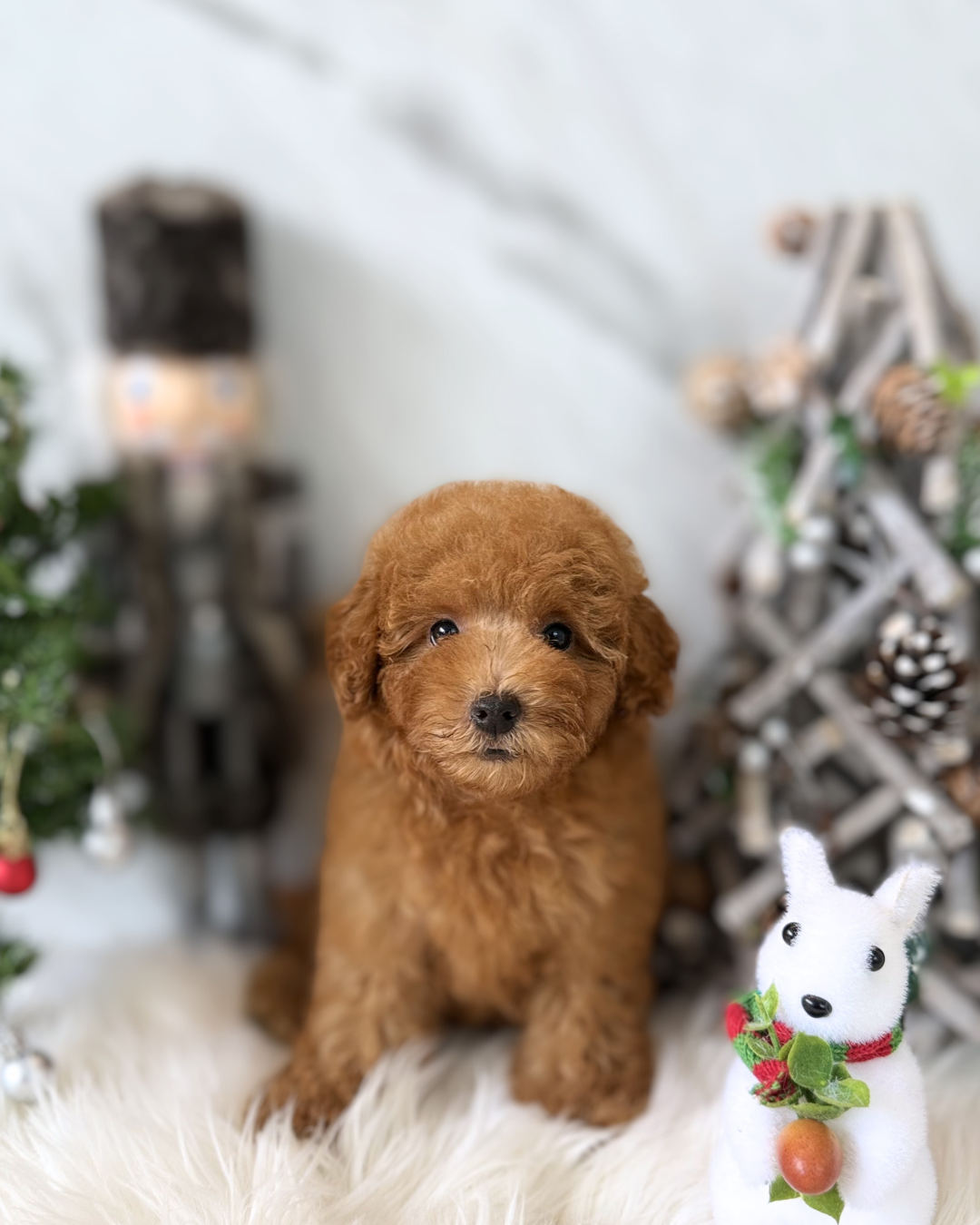 Rudolph: Red Toy Poodle 🇸🇬 (Girl)