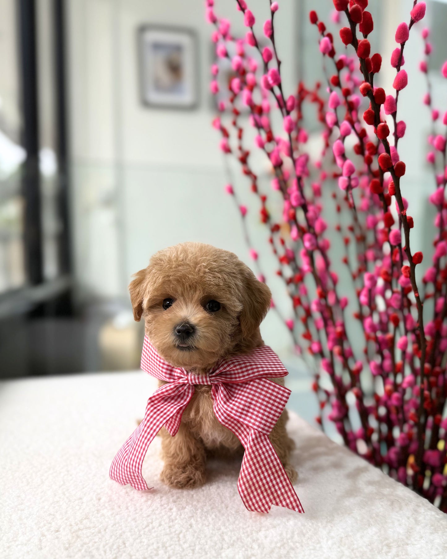 ✨🧸Joon Joon: Brown Tiny Maltipoo 🇸🇬 (Boy)
