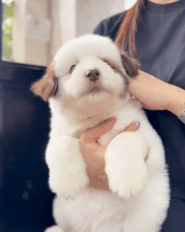 🍈Melon: Parti Tri Pomsky Spitz 🇸🇬 (Boy)