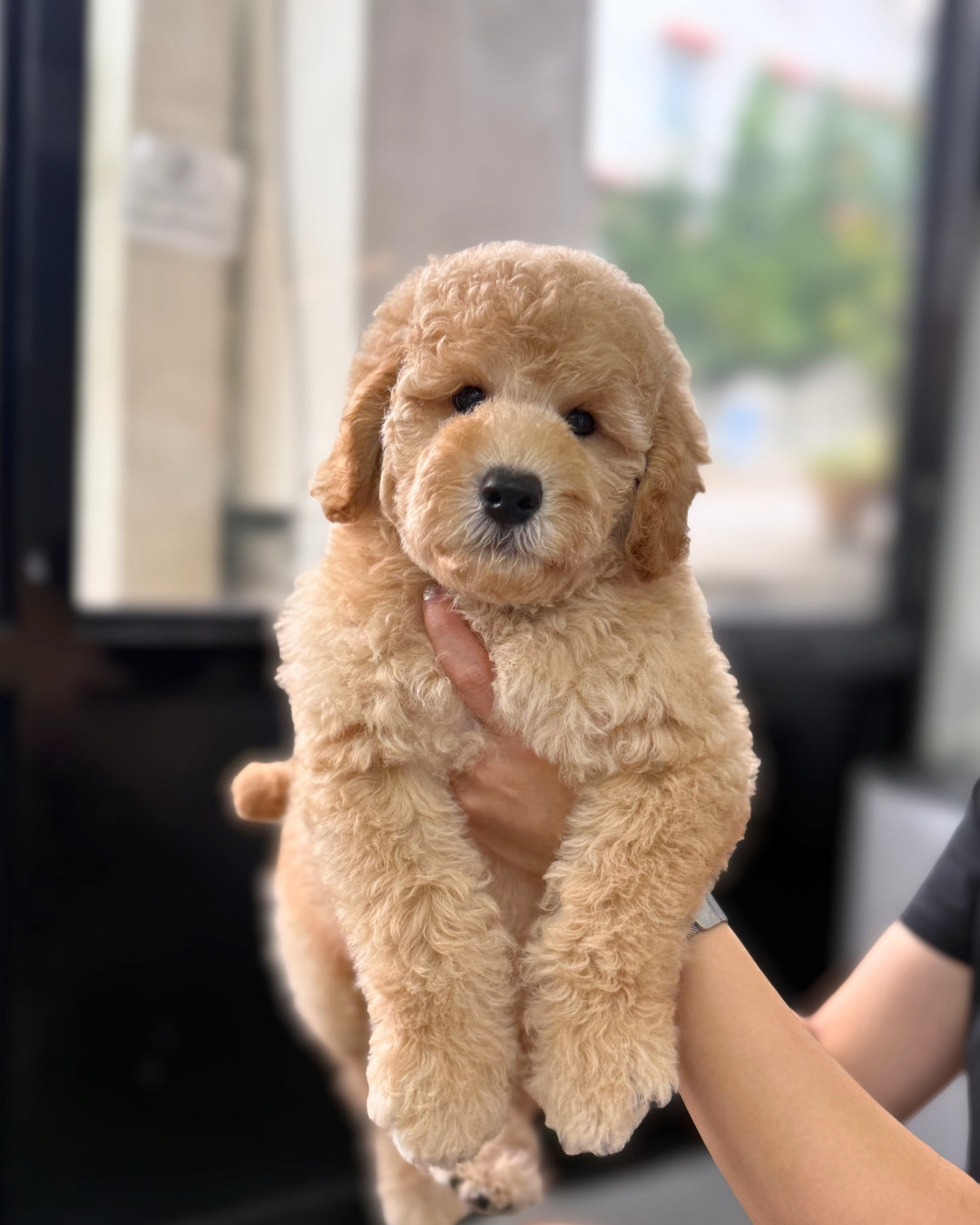 🐻 Dudu: Brown Golden Doodle F1BB 🇸🇬 (Boy)