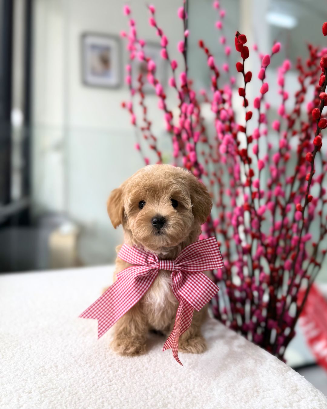 ✨🧸Taeyang: Brown Tiny Maltipoo 🇸🇬 (Boy)