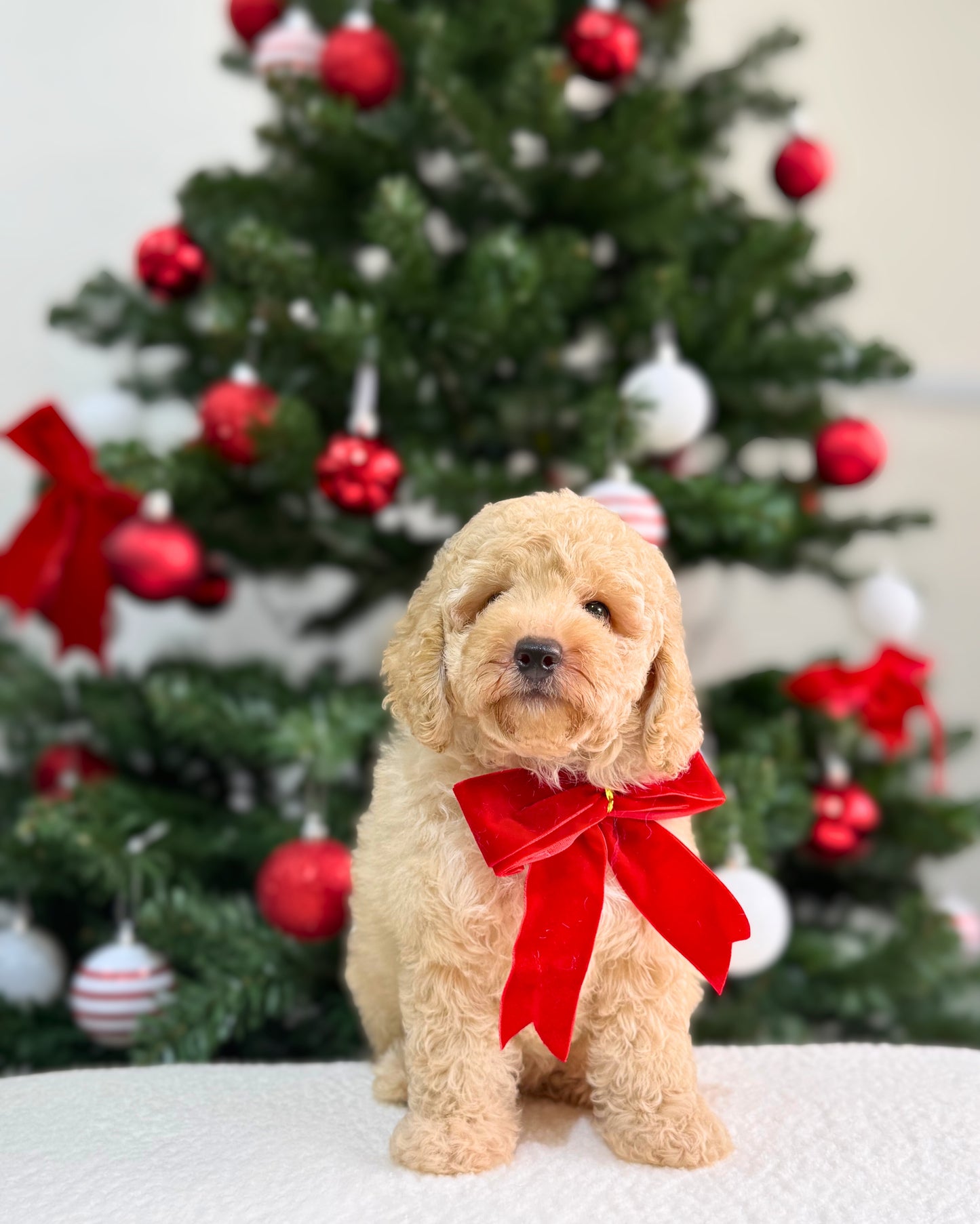 🌟Starley: Champagne Cream Mini Toy Poodle 🇸🇬 (Girl)