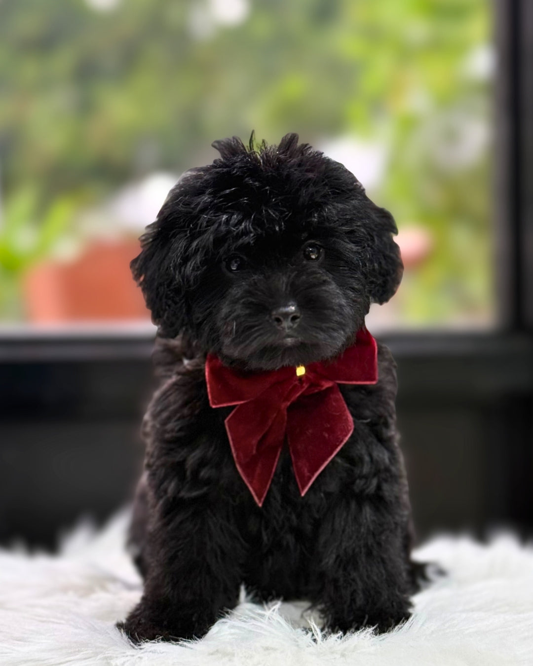 🖤 Roko: Black Schnoodle 🇸🇬 (Girl) *