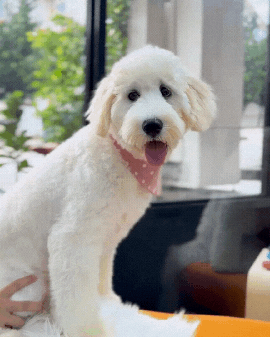 ☁️ Nana: Cream Chow Doodle 🇸🇬 (Girl) *