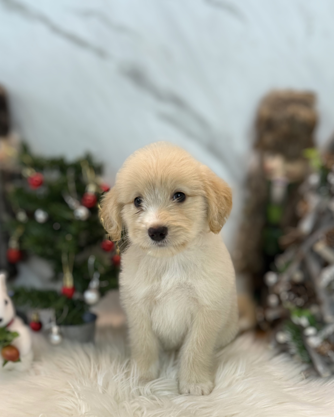 Yoyo: Cream Miniature Labradoodle 🇸🇬 (Girl)