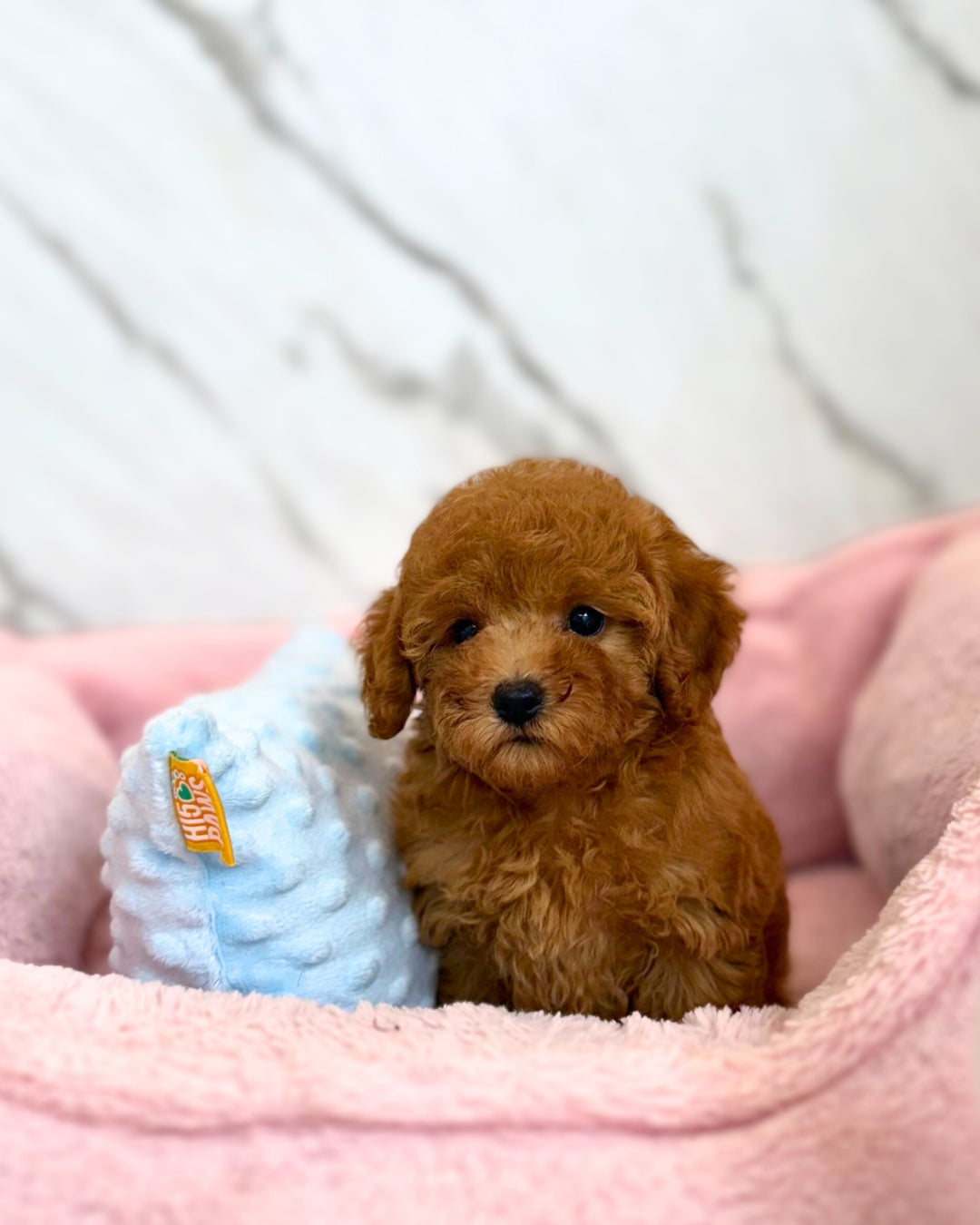 🌼 Bomi: Apricot Maltipoodle 🇸🇬 (Girl)
