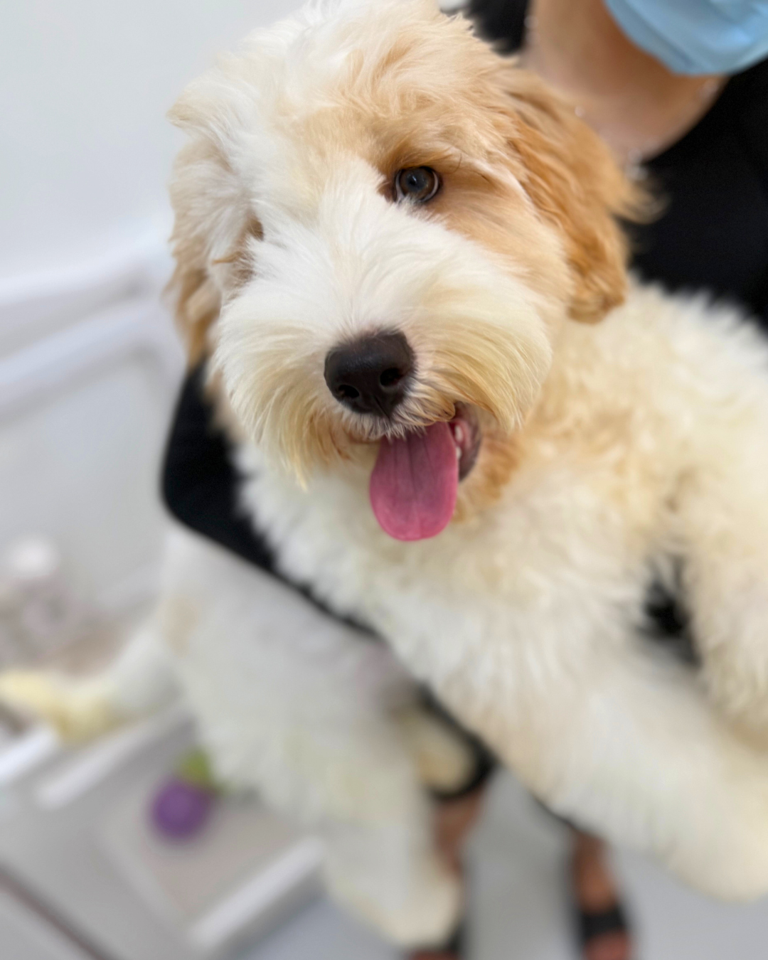 💰 Fu Fu 富富: Parti Brown & White Chow Poodle 🇸🇬 (Boy)