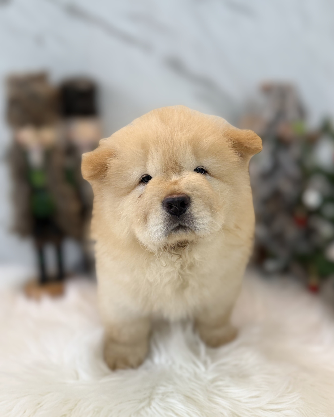 Macho: Cream Chow Chow 🇸🇬 (Boy)