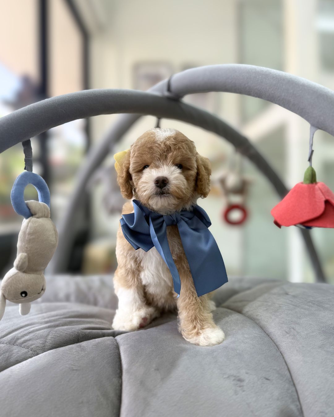 ☁️🧸 Ari: Parti Brown White Toy Cavapoo 🇸🇬 (Girl)
