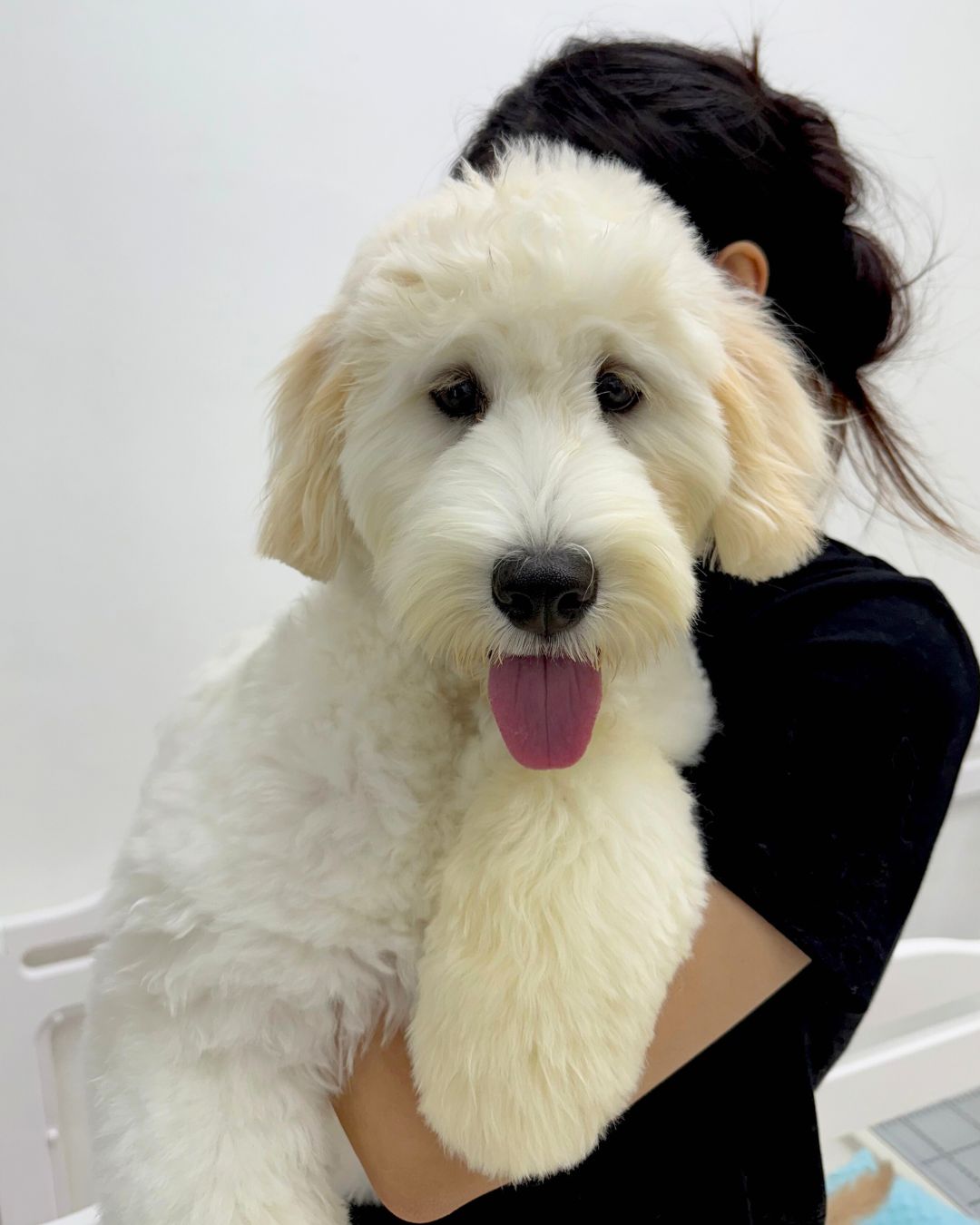 ☁️ Nana: Cream Chow Doodle 🇸🇬 (Girl) *