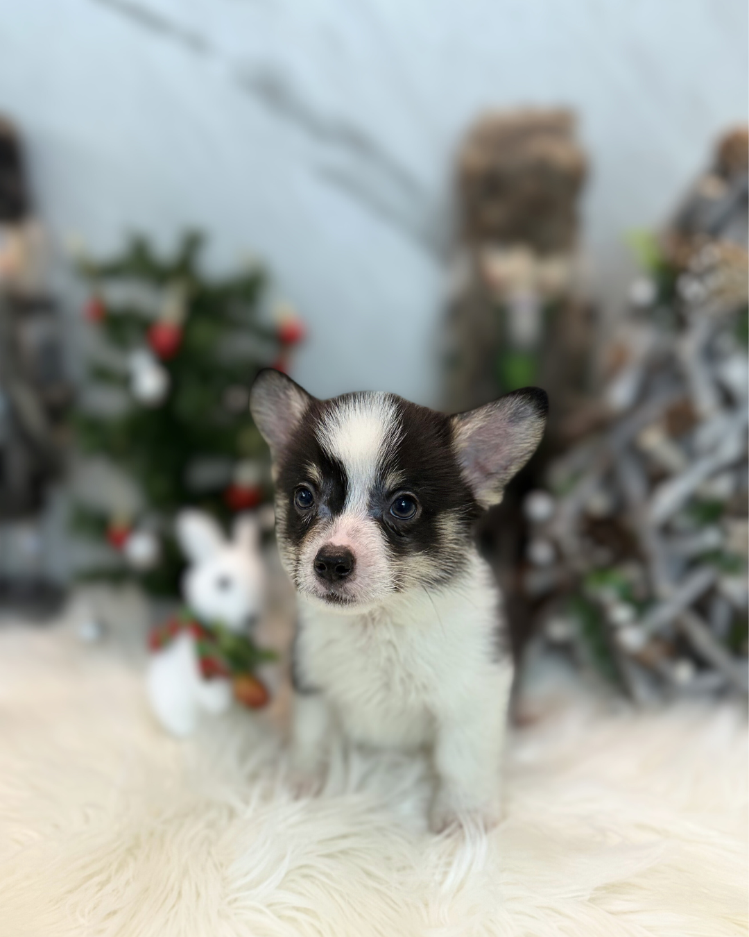 Levi: Tri-Coloured Pembroke Welsh Corgi 🇸🇬 (Boy)