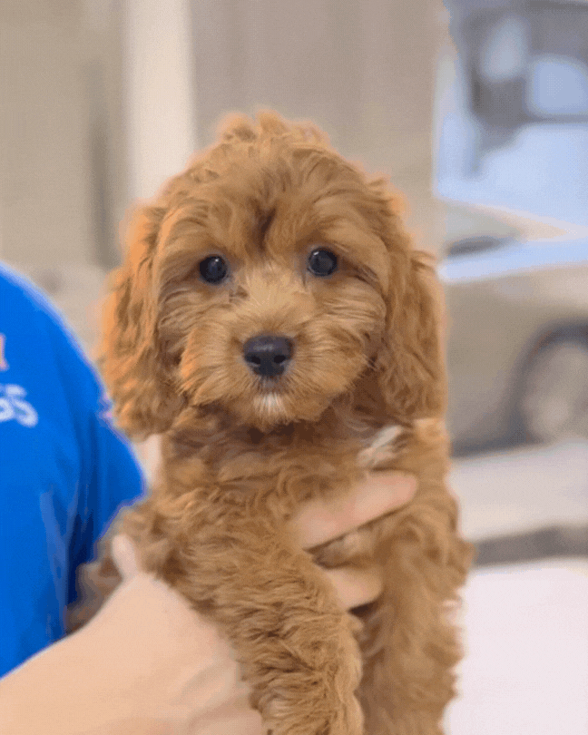 💝 Mocha: Red Toy Cockapoo 🇸🇬 (Girl)