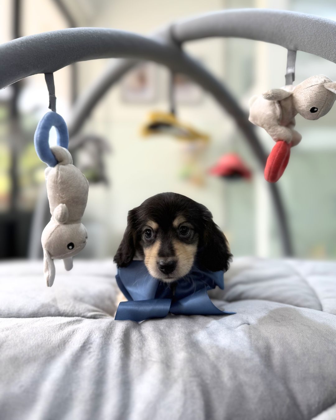 🌭 Sobi: Black & Cream Long Haired Dachshund 🇸🇬 (Boy)