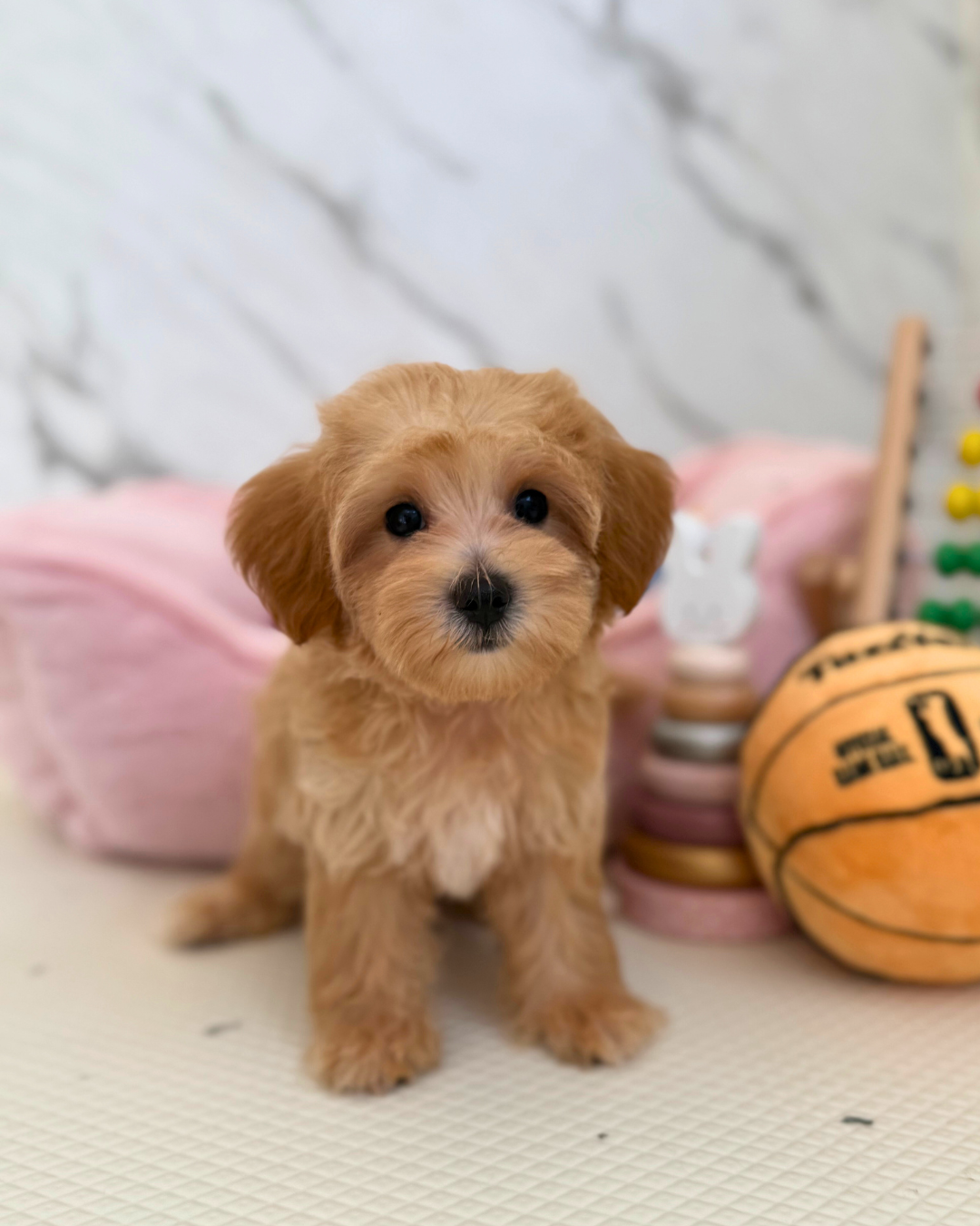 🌰 Bam: Brown Maltipoo 🇸🇬 (Boy)