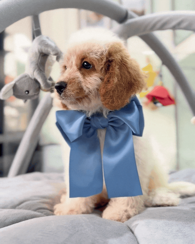 🐑✨ Niu Niu: Parti Brown White Cavapoo 🇸🇬 (Girl)