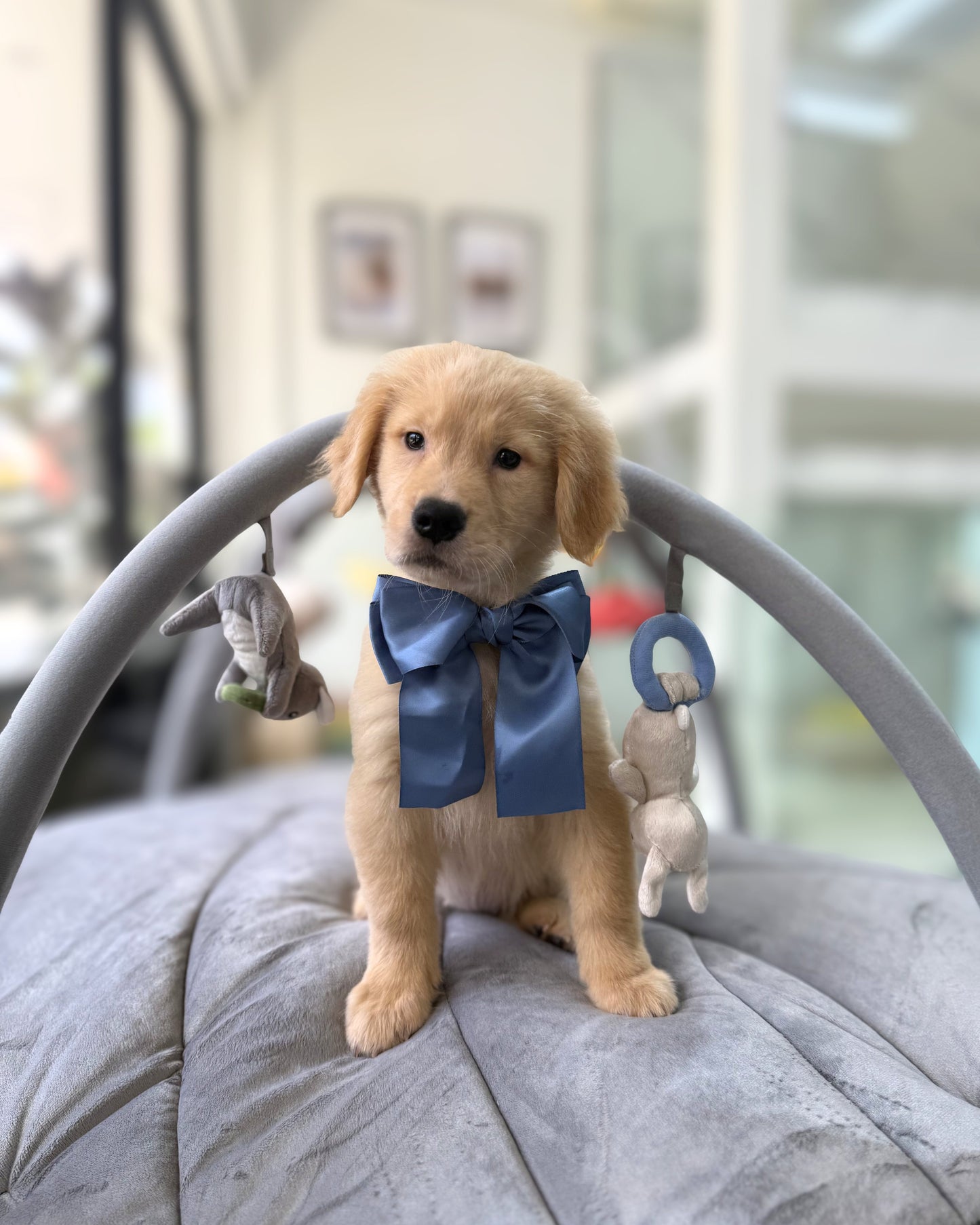 💛🐾 Zola: Cream Gold Golden Retriever 🇸🇬 (Girl)