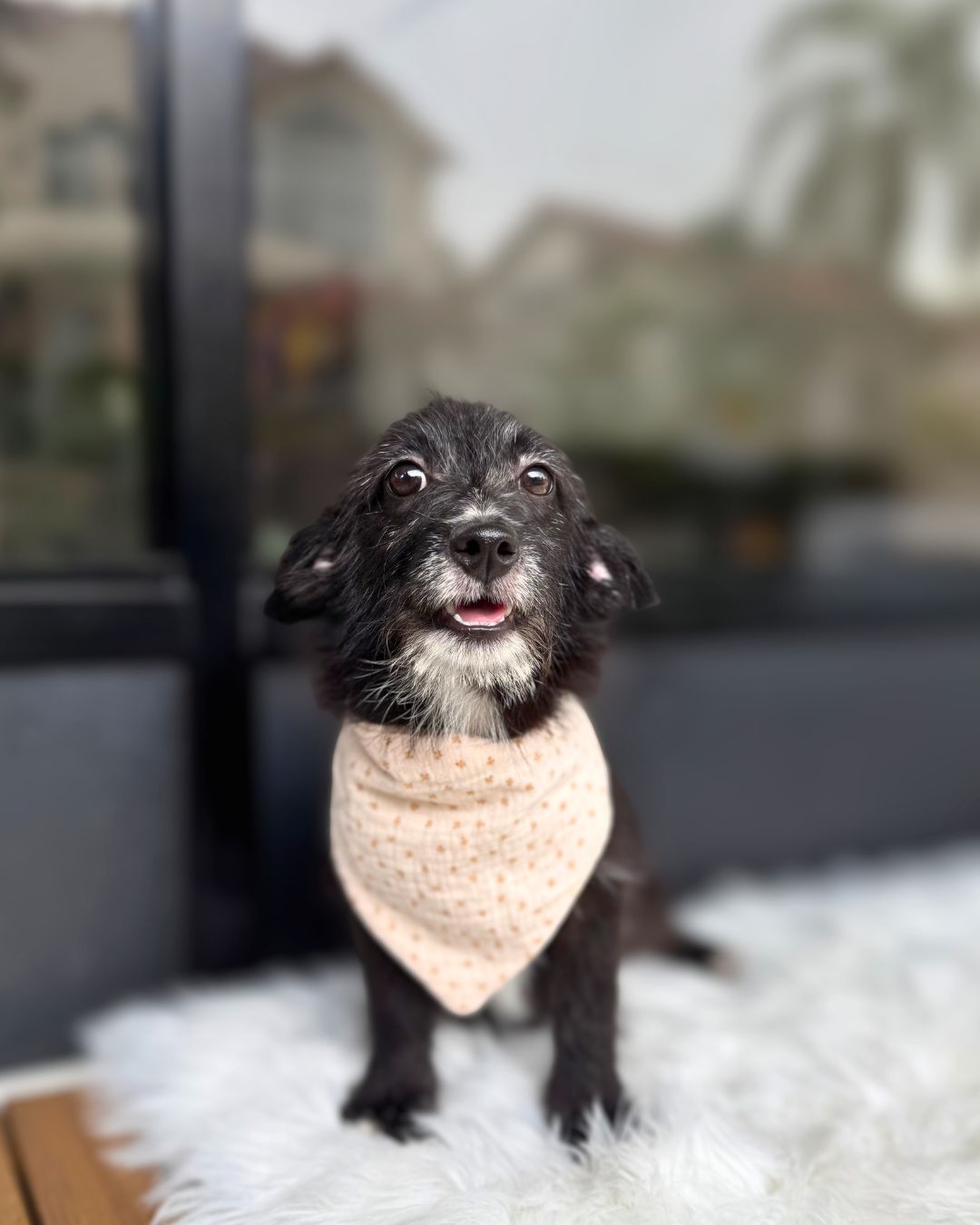 😜 Tex: Black White Corgitz 🇸🇬 (Boy) *