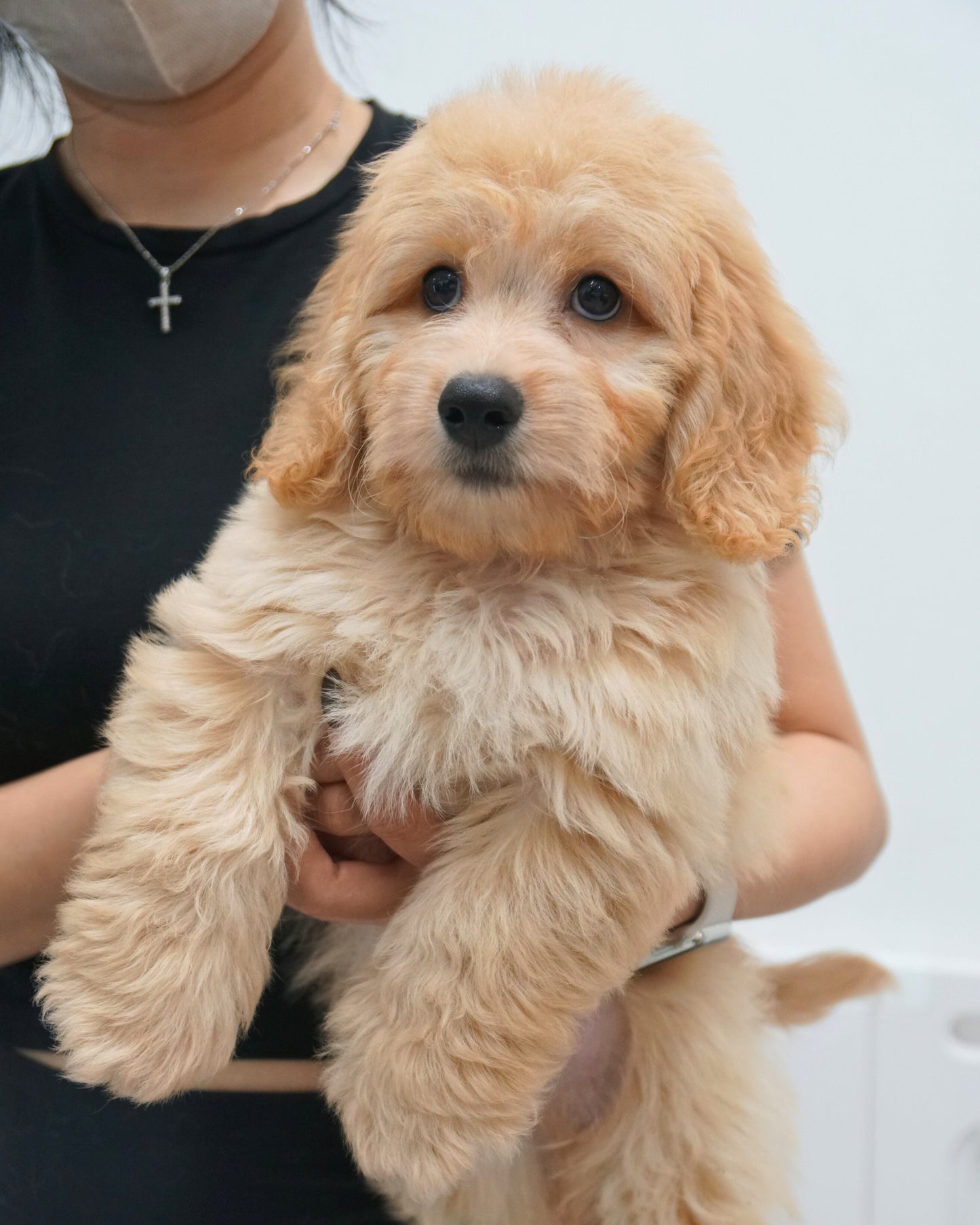 🌭 Bruno: Brown Doxiepoo 🇸🇬 (Boy)