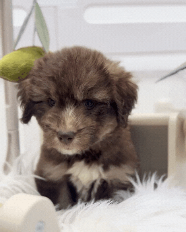 ⚡️Nimbi: Mini Parti Chocolate & Red White Husky Doodle 🇸🇬 (Girl)