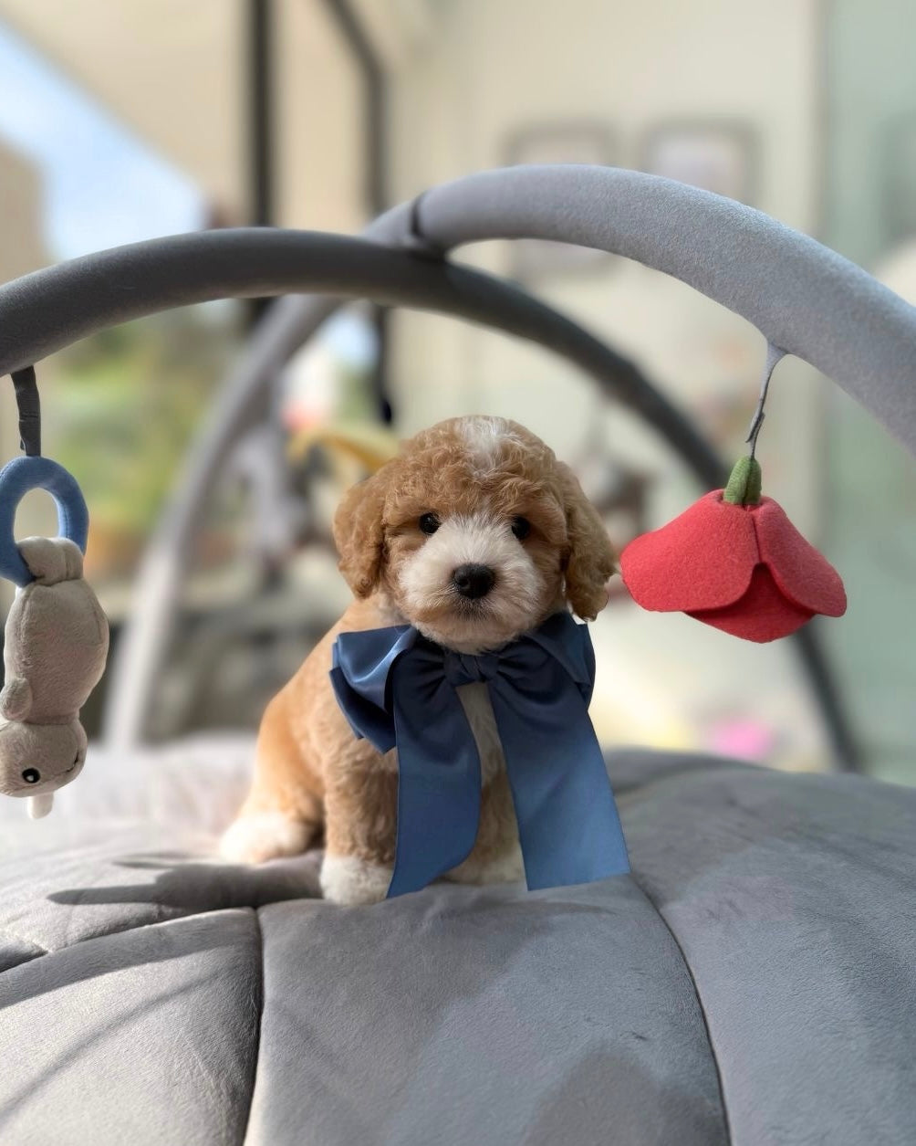 ☁️🧸 Seon: Parti Brown White Toy Cavapoo 🇸🇬 (Boy)