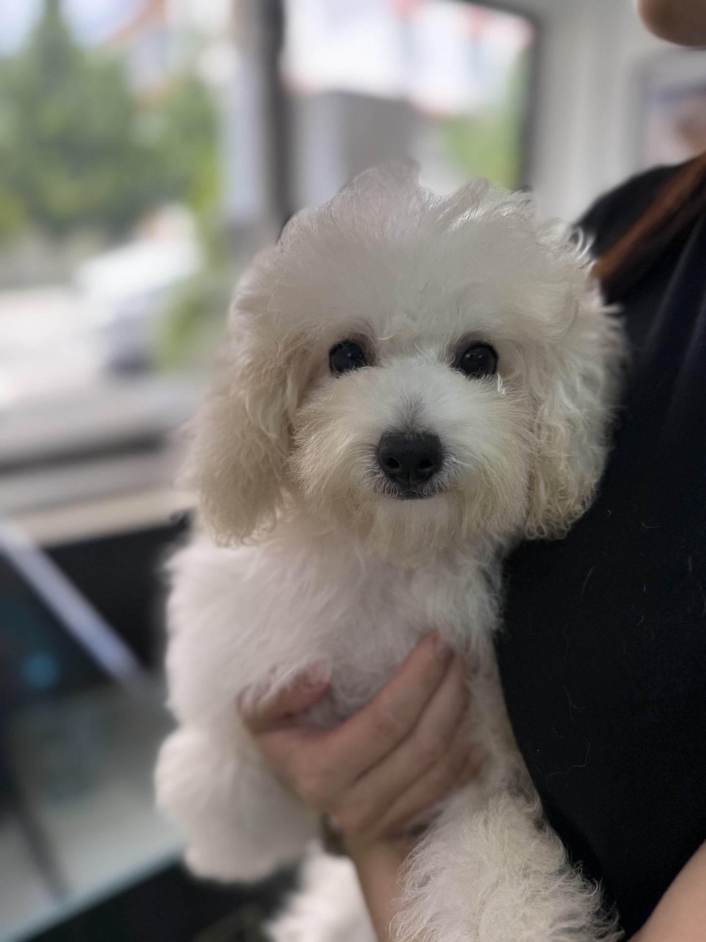 Bailey: Cream Toy Poodle 🇸🇬 (Boy)