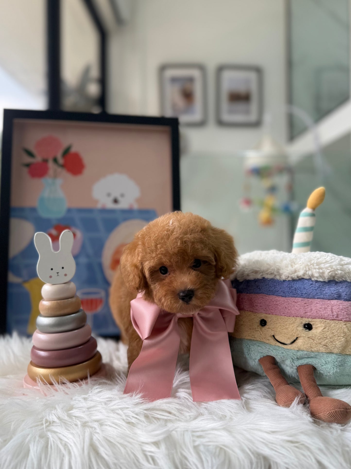 🐶✨ Soju: Brown F1B Toy Cavapoo 🇸🇬 (Girl)