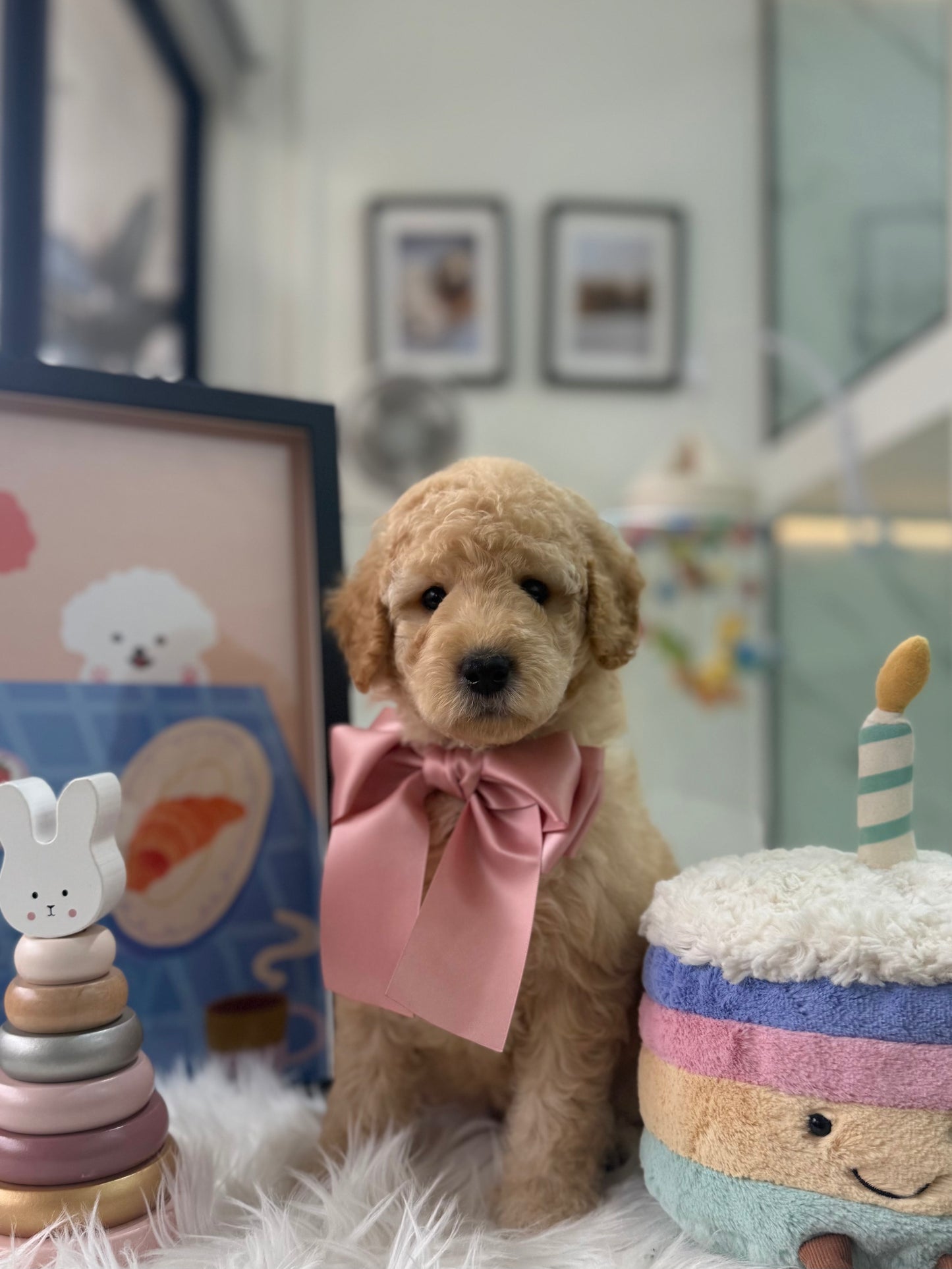 🧸☁️ Whiskey: Cream Brown F1BB Mini Petite Golden Doodle 🇸🇬 (Boy)