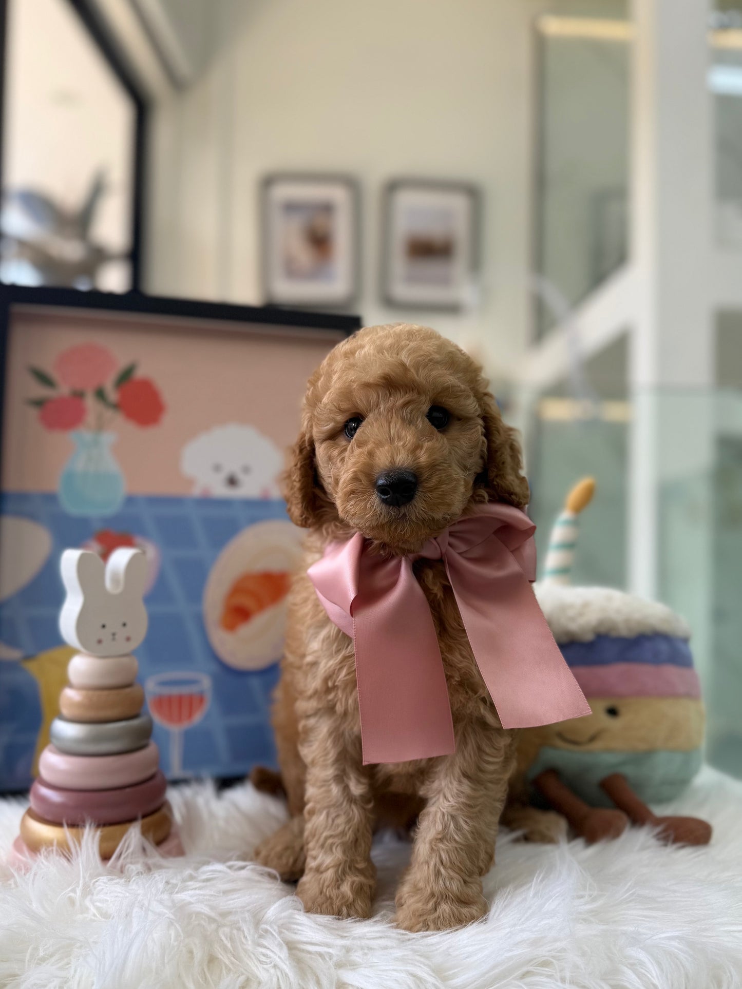 🧸☁️ Brandy: Cream Brown F1BB Mini Petite Golden Doodle 🇸🇬 (Boy)
