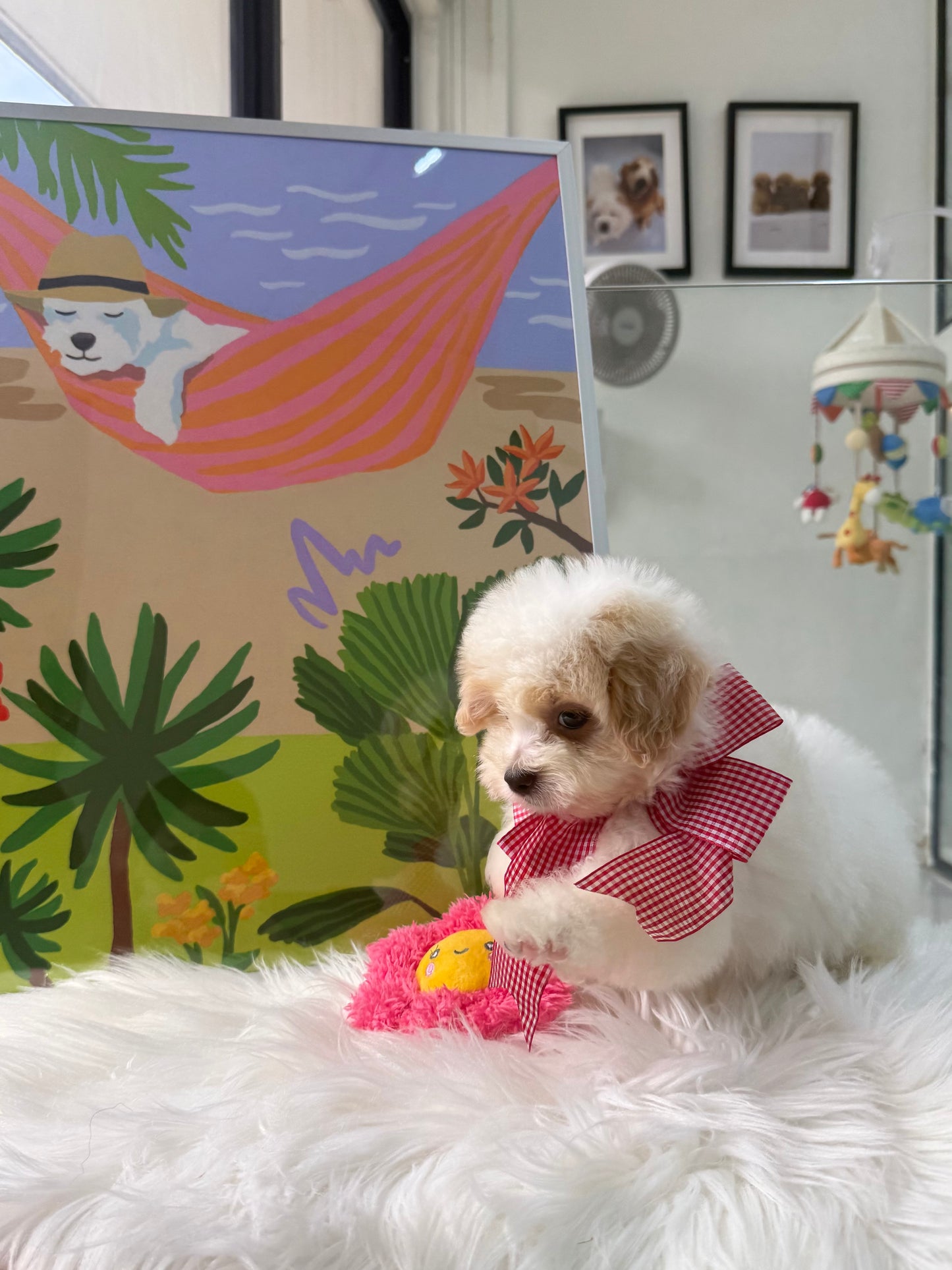 🐶🐾 Bumi: Cream Toy F1B Maltipoo 🇸🇬 (Boy)
