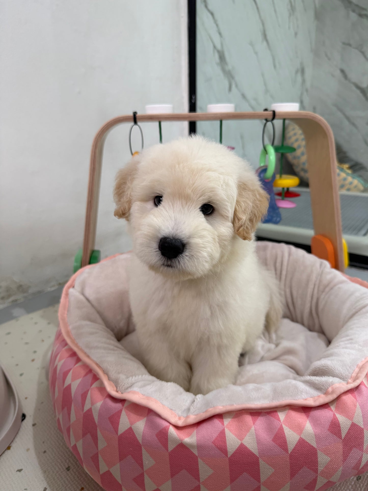 🪐 Space: Cream Chow+Spitz+Poo 🇸🇬 (Boy)