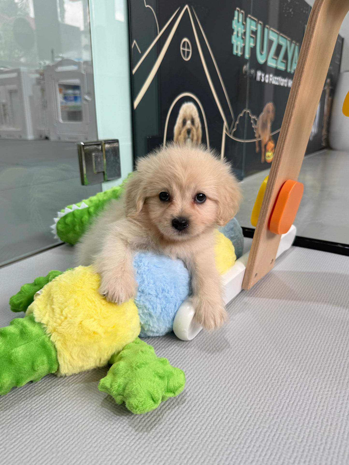Cream Toy Cavapoo 🇸🇬 (Boy)