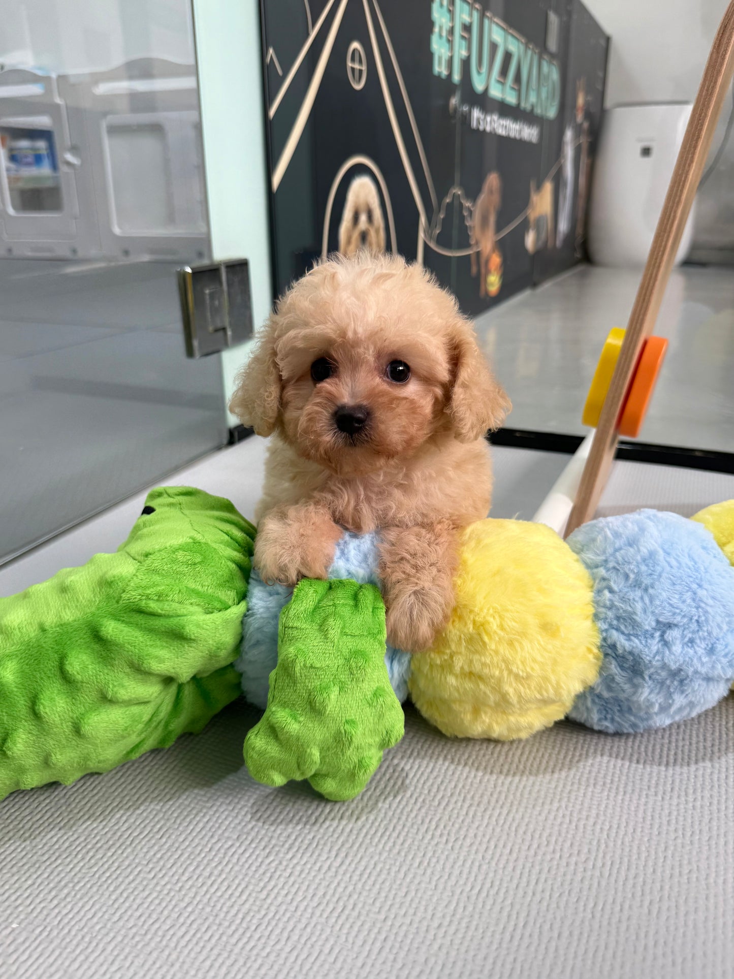 Apricot Toy Cavapoo 🇸🇬 (Girl)