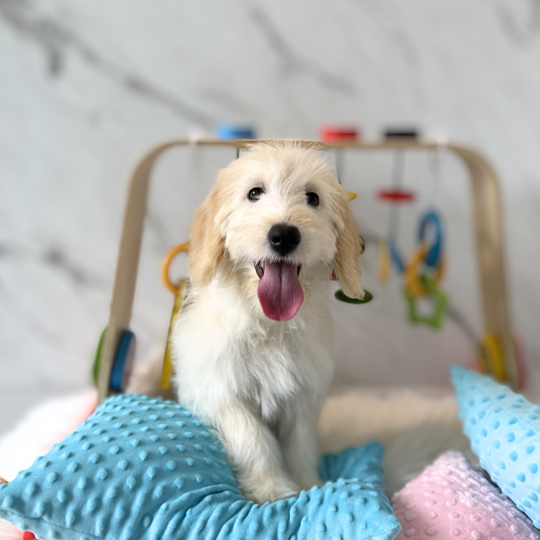 Rosie: Cream Doxiepoodle 🇸🇬 (Girl)